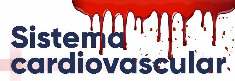 Sistema cardiovascular